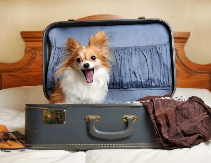 Проживание с животными - «Novotel Fit Krasnaya Polyana» / «Новотель Фит Красная Поляна» отель (бывш. «Novotel Congress»)